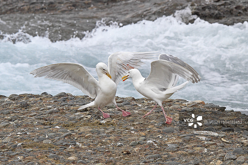 在阿拉斯加麦克尼尔河附近争斗的灰翅鸥图片素材