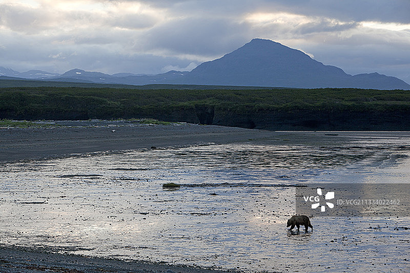 阿拉斯加麦克尼尔河沿岸的灰熊剪影图片素材