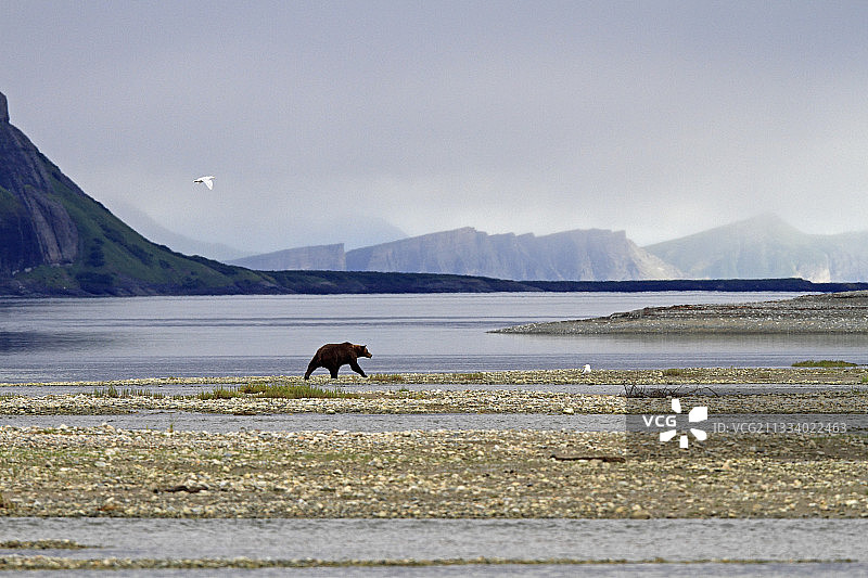 阿拉斯加麦克尼尔河沿岸的灰熊剪影图片素材