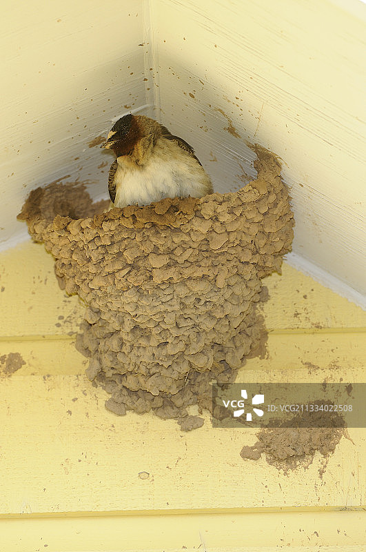 魁北克加斯佩半岛巢中的崖燕图片素材