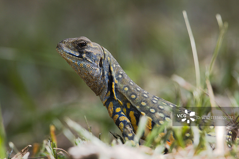 泰国草地上的丽斑龙图片素材