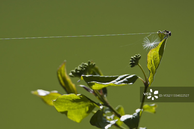 悬挂在汝拉法国床单上的蜘蛛丝图片素材