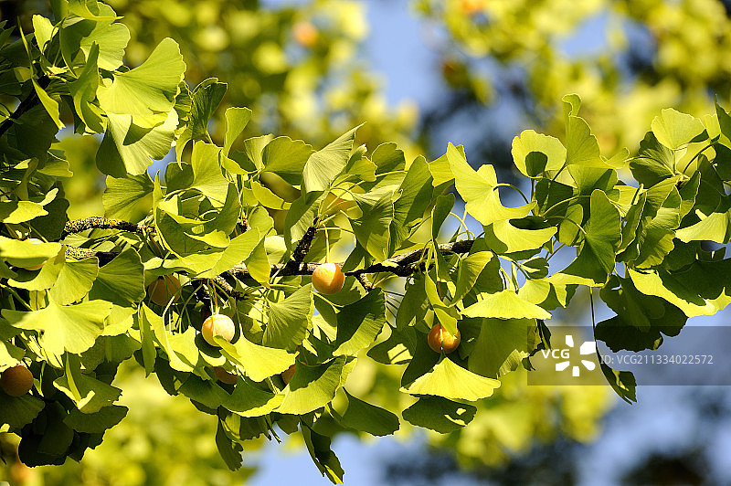 带有果实的雌性银杏树图片素材