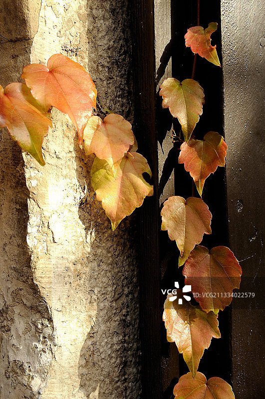 秋天墙上的弗吉尼亚爬山虎图片素材