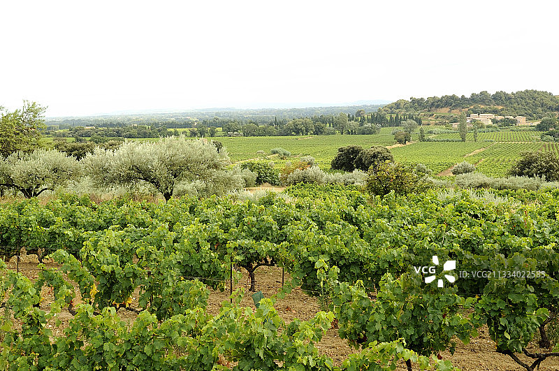 博姆德弗尼泽沃克吕兹附近的葡萄园和景观图片素材