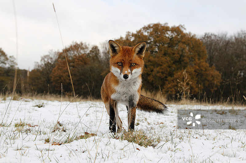 雪地草甸中的红狐 (英国)图片素材