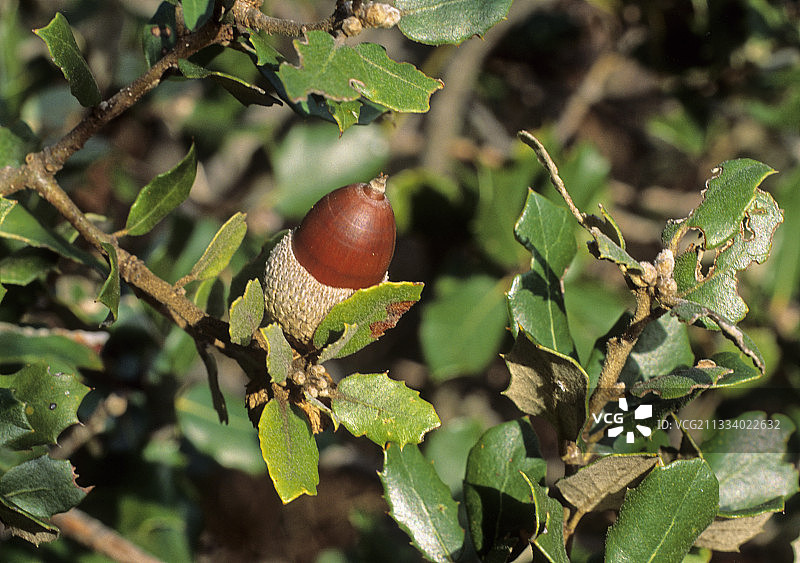 冬青橡树的树叶和橡子图片素材