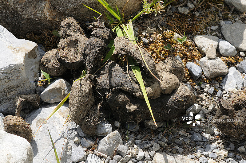 法国阿尔卑斯山狼粪便图片素材