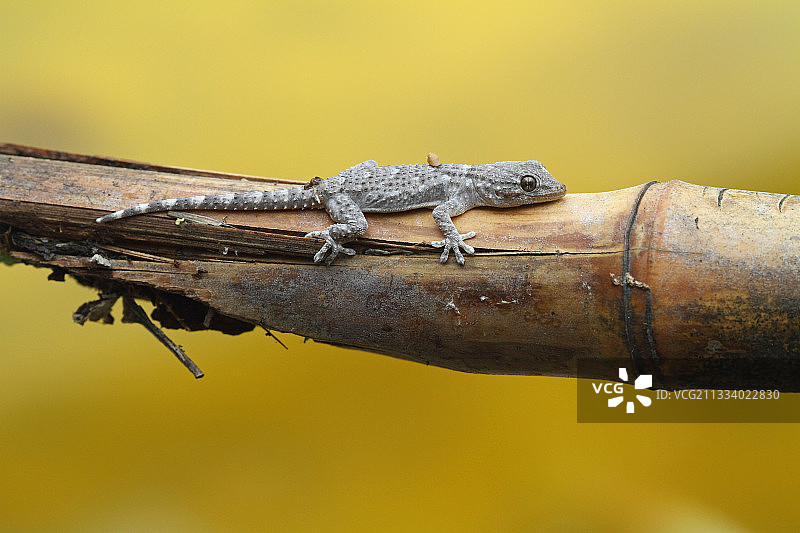 竹竿上的静物图片素材