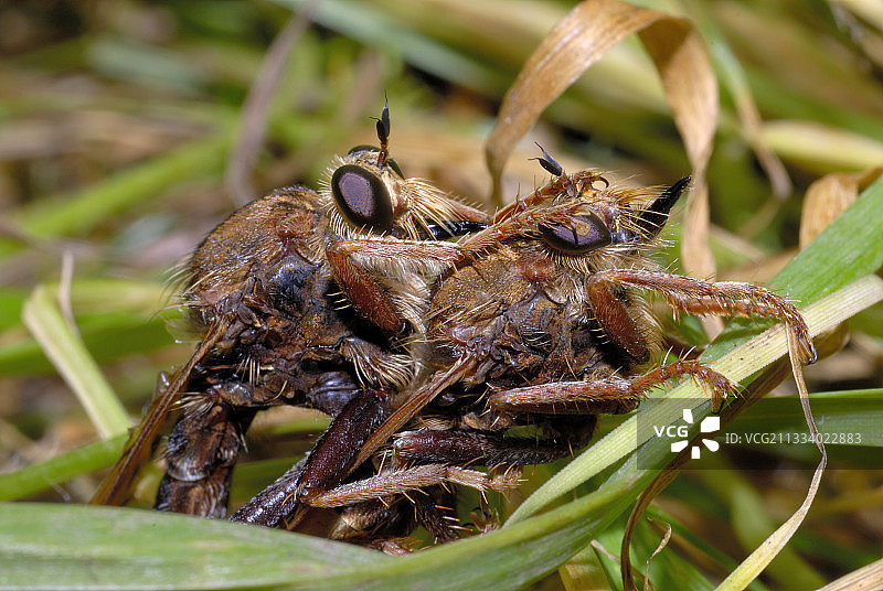 在北部孚日自然保护区交配的食虫虻图片素材