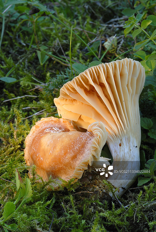 法国北部孚日草地蜡帽菌图片素材