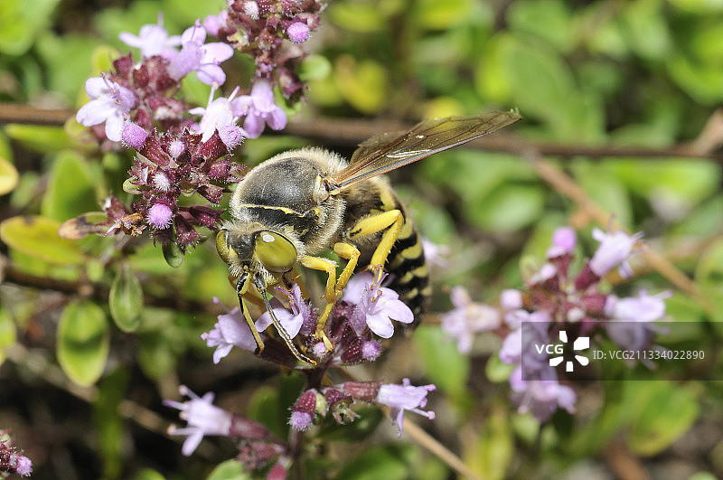 沙蜂在法国野百里香花中觅食图片素材