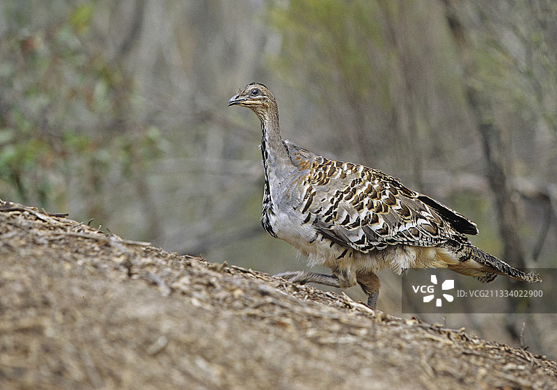 澳洲眼斑冢雉图片素材