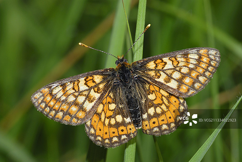 法国北部孚日山脉的沼泽贝母图片素材