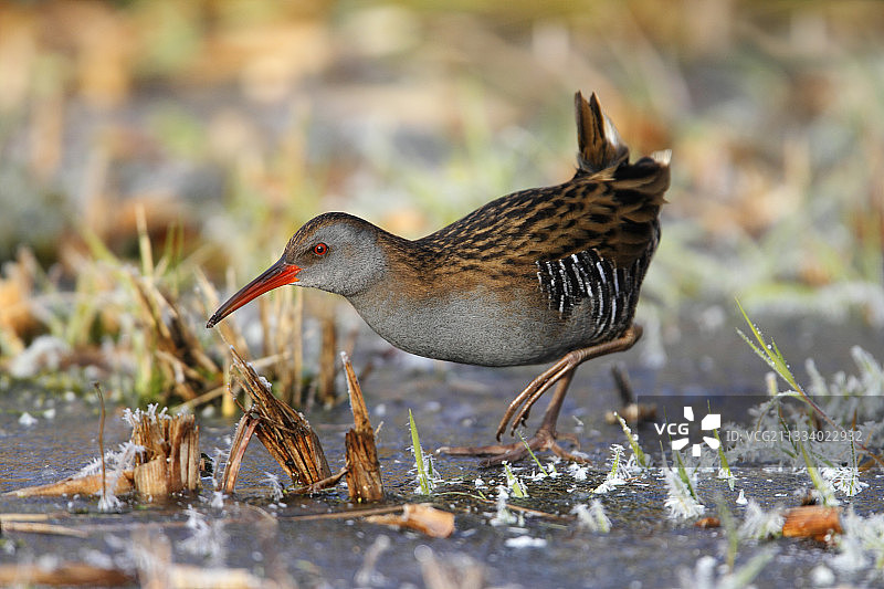 冬季在冰上寻找食物的秧鸡图片素材