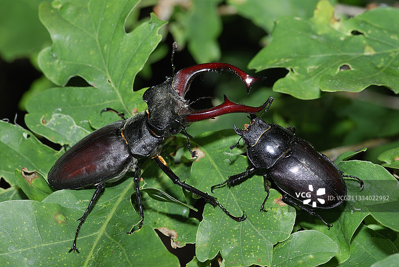 一对大锹甲图片素材
