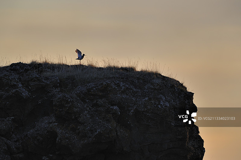 冰岛岩石上的红脚鹬图片素材