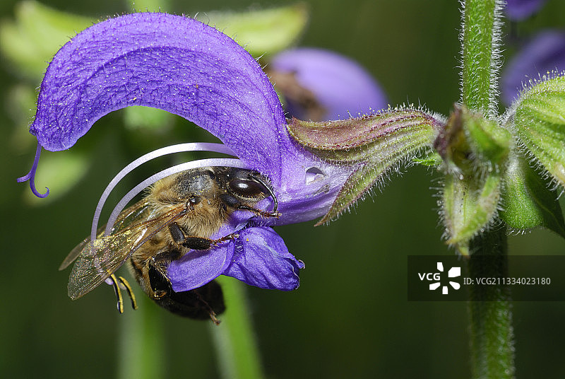 蜜蜂为鼠尾草授粉，北部孚日国家自然保护区图片素材