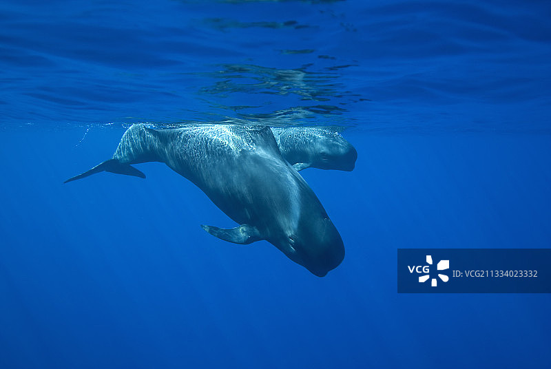 加那利群岛两头飞旋领航鲸图片素材
