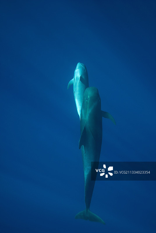 短鳍领航鲸母鲸和小鲸鱼图片素材