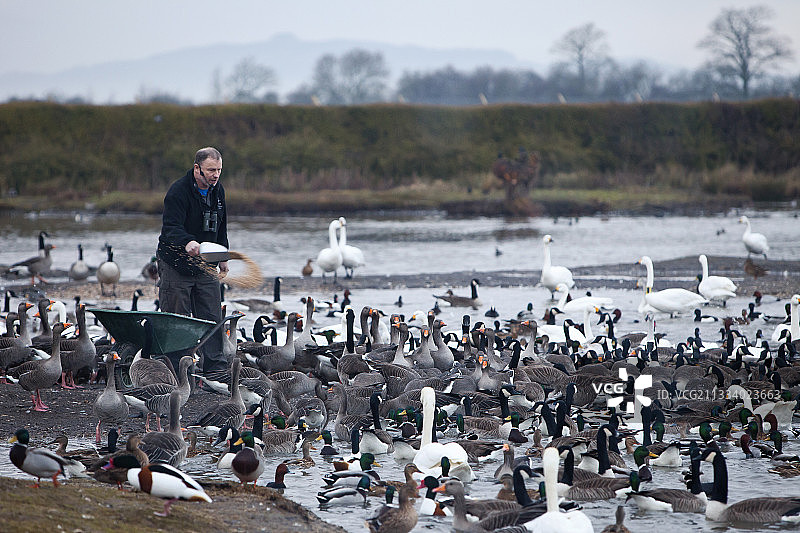 在英国斯利姆布里奇湿地中心喂水禽图片素材