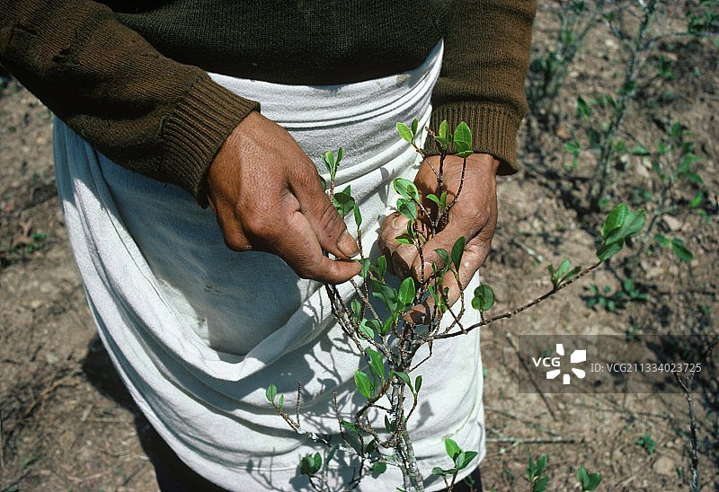 玻利维亚永加斯地区的古柯农场主正在采摘古柯叶图片素材