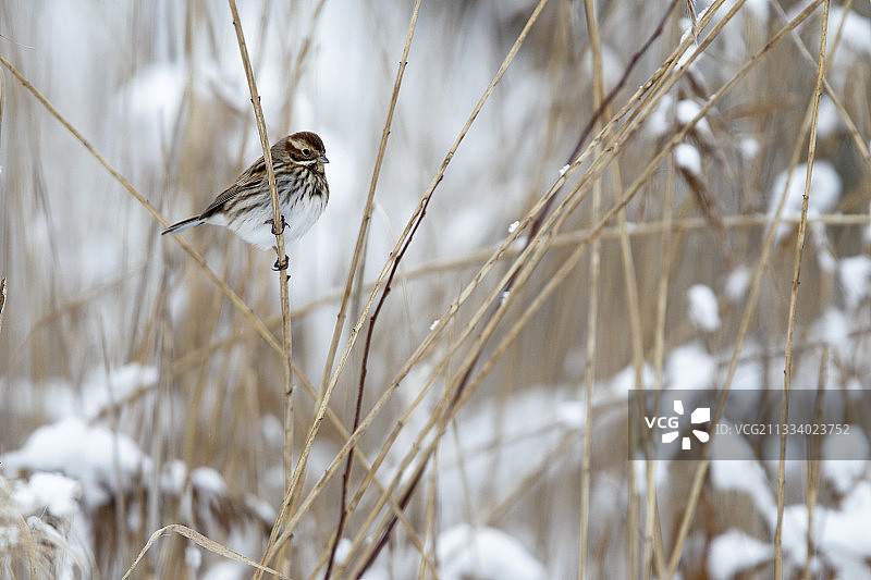 栖息在冬季白雪芦苇丛中的苇鹀图片素材