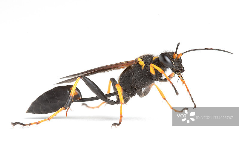 在白色背景上的泥壶蜂雌性图片素材