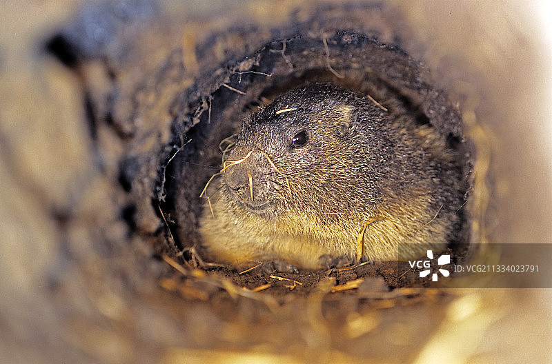 洞穴中的高山旱獭图片素材