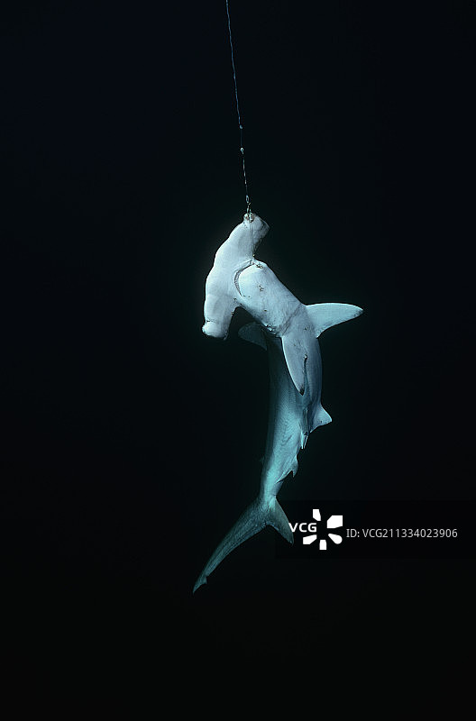 哥斯达黎加捕获的活扇贝双髻鲨图片素材