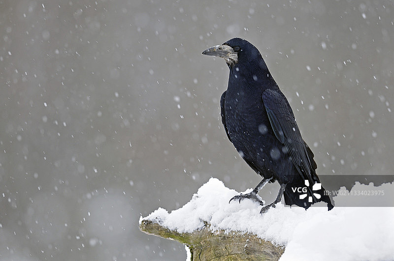 冬季法国布罗尼亚尔雪地里的白嘴鸦图片素材