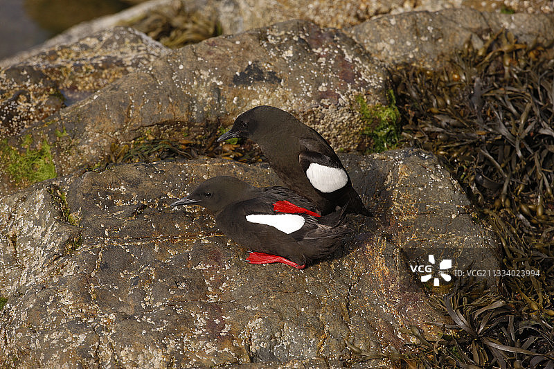 海雀交配，苏格兰图片素材