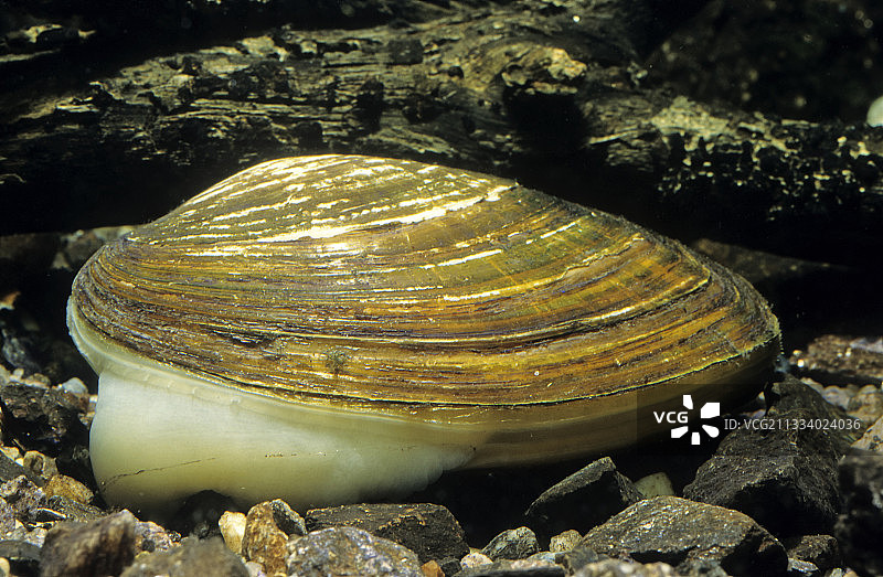 Unio crassus（江蛤蜊属）图片素材