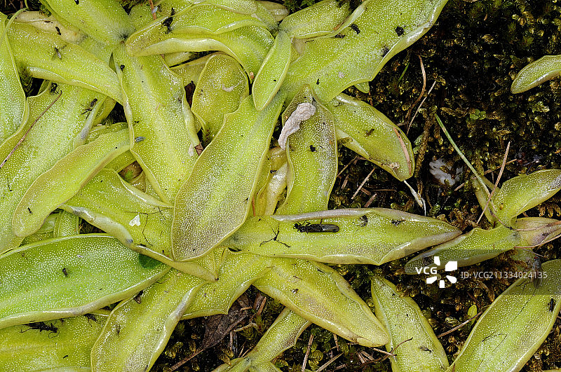 阿尔卑斯山格拉塞叶刺上的昆虫图片素材