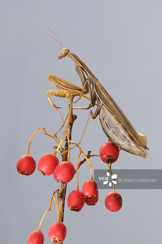 法国，蔷薇果枝上的螳螂图片素材