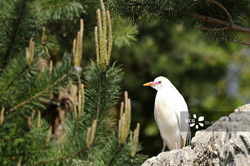 休息中的牛背鹭图片素材