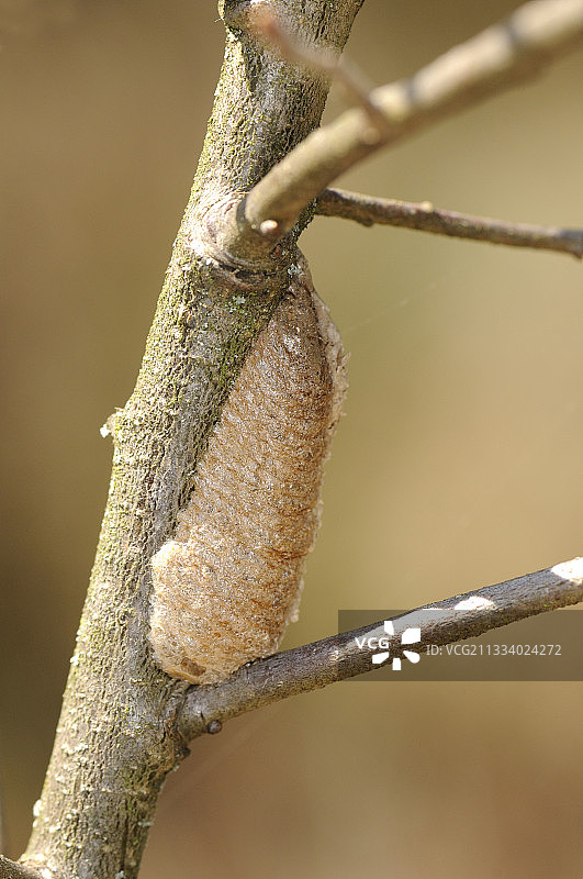 树枝上的螳螂卵荚，法国图片素材