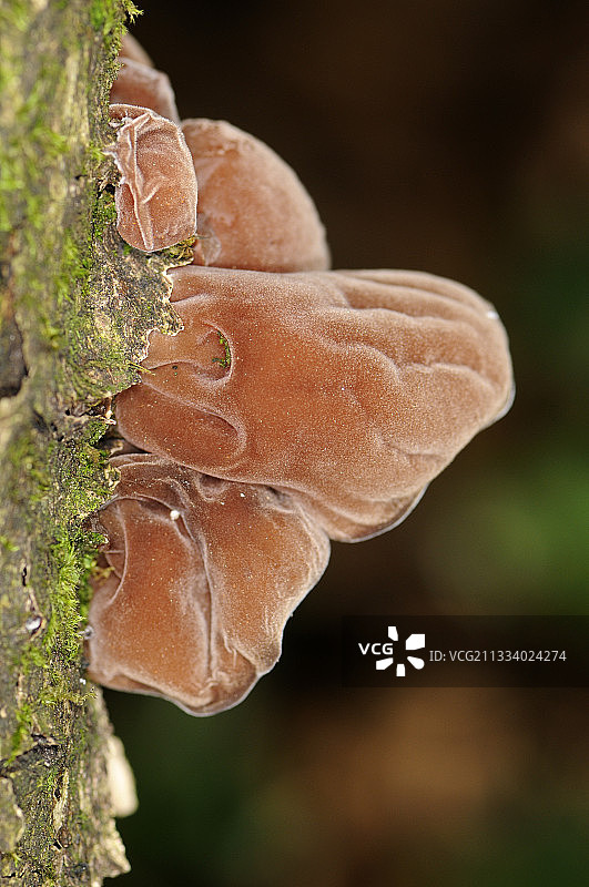 法国树干上的犹大耳真菌图片素材