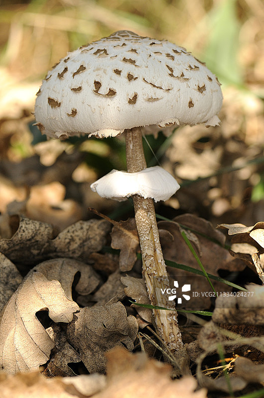 法国的落叶上的阳伞蘑菇图片素材