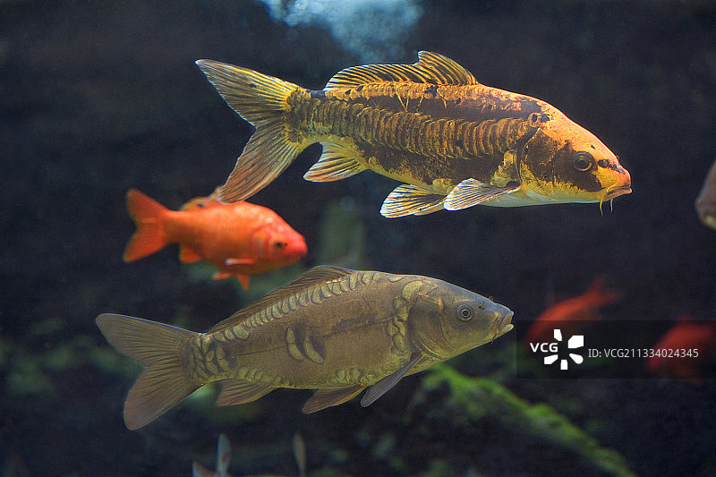 法国贝桑松城堡的锦鲤水族馆图片素材