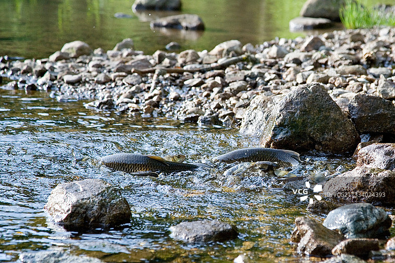 欧洲丁鱥在法国阿尔萨斯新魏尔湖产卵图片素材