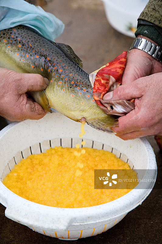 褐鳟鱼卵的收获（法国基希贝格-韦格沙伊德）图片素材