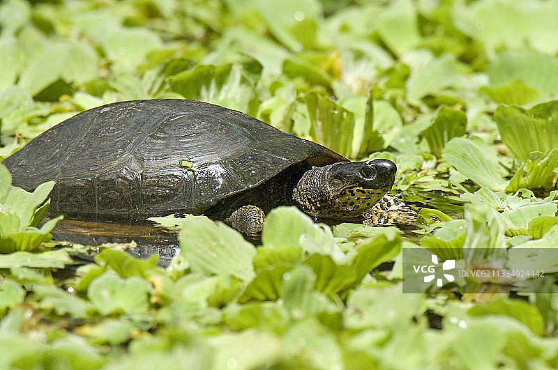 哥斯达黎加的黑色木龟图片素材