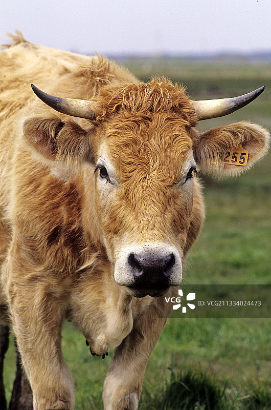法国南特奶牛画像图片素材