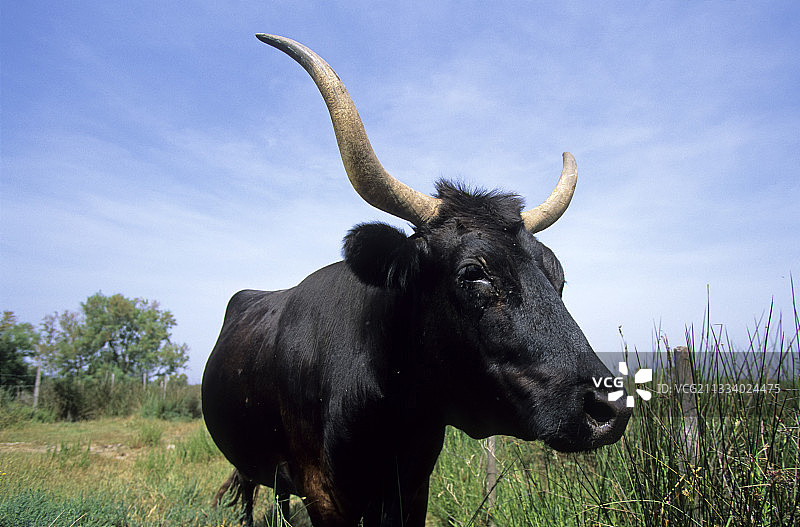 法国卡玛格牛群图片素材