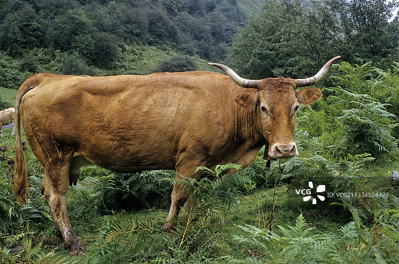 法国比利牛斯山的牛图片素材