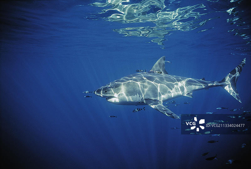 大白鲨和领航鱼，瓜达卢佩岛，墨西哥图片素材
