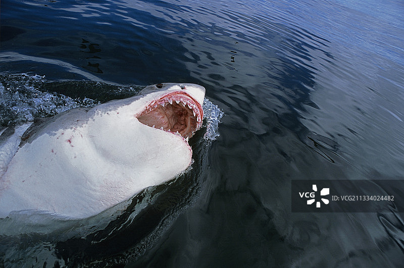 南非代尔岛大白鲨肖像图片素材