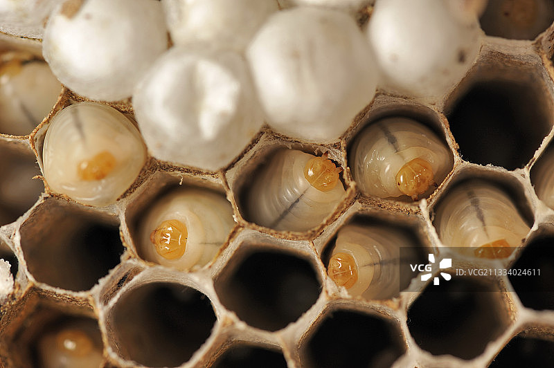 亚洲掠食性胡蜂的工蜂幼虫图片素材