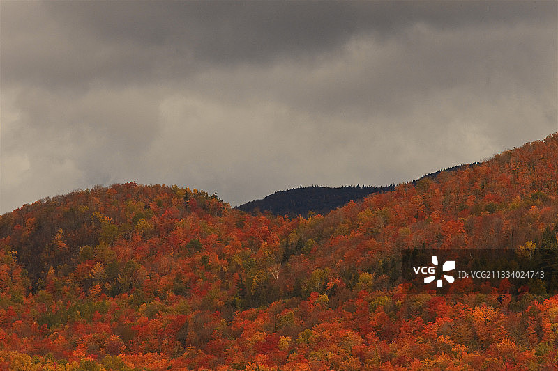 加拿大魁北克省暴风雨天空下的红枫林图片素材